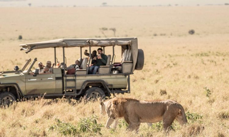 Almasi Tours and Safari Maasai Mara Safari Package, Holidays in Kenya Almasi Tours and Safaris