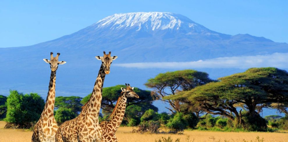 Best #1 Amboseli National Park Day Tour by Almasi Tours and Safaris Kenya
