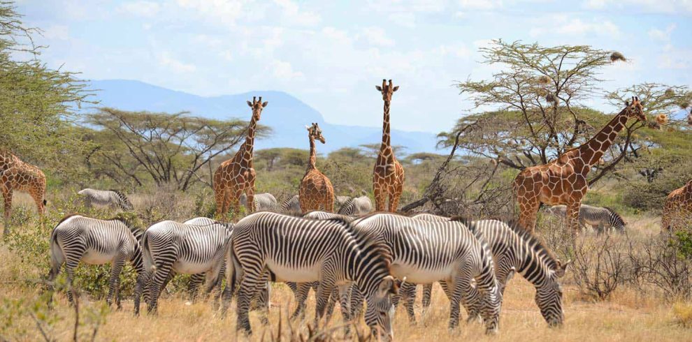 Samburu National Reserve Safari Kenya - Almasi Tours and Safaris
