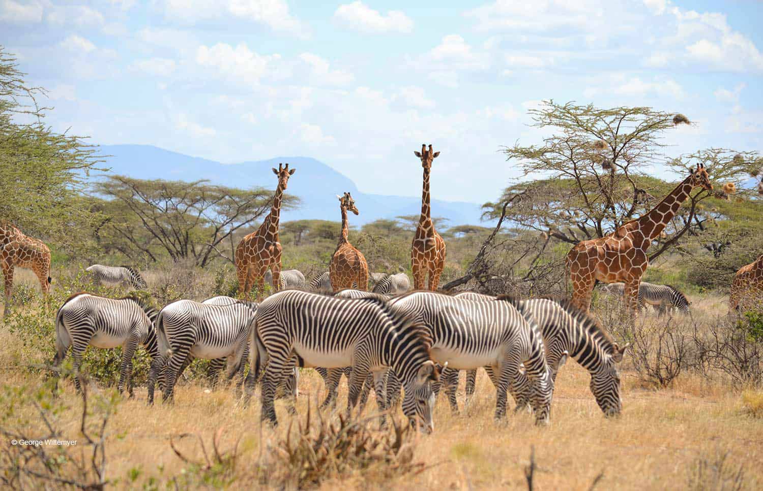 Samburu National Reserve Safari Kenya - Almasi Tours and Safaris