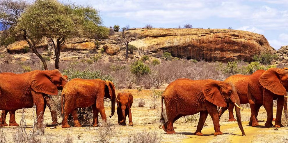 Safari Tour - Tsavo East National Park Tour by Almasi Tours and Safaris