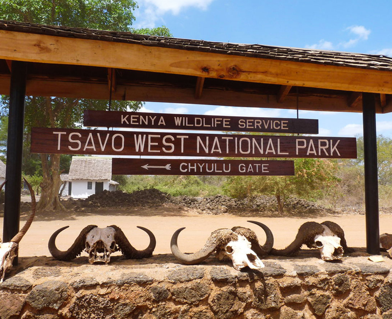 Almasi Tours and Safari Tsavo West National Park and Sarova Salt Lick Game Lodge offers luxury accommodation place to explore the natural environment.